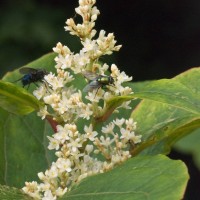 Japanese Knotweed